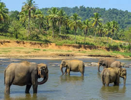 ELEFANTES DE SRI LANKA